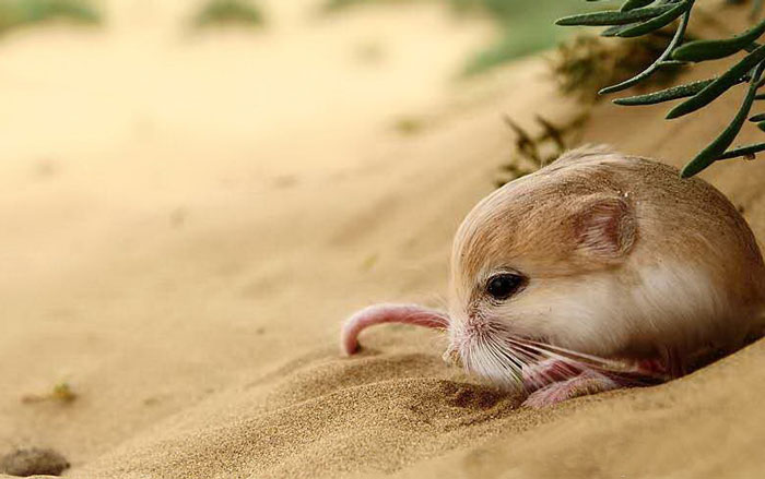 Xem đá gà trực tuyến